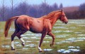dw021fD animal cheval